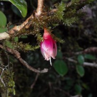 Medinilla fuchsioides Gardner